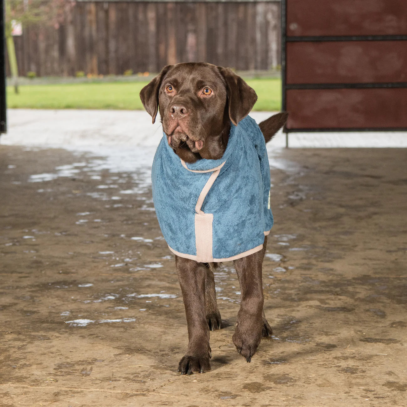 Dog drying coat Sandringham Blue